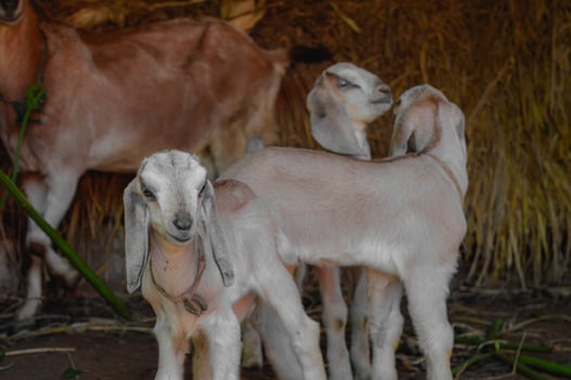 While two young goats doesn't care about their surrounding, the other one seems curious photo