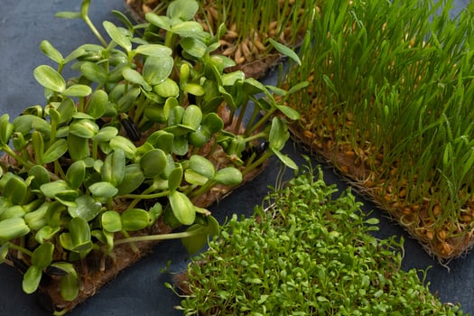 Sprouted microgreen  sunflower, oat, alfalfa, wheat. Healthy superfood home growth photo