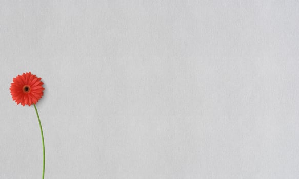 White paper texture wallpaper a flower is placed on surface photo