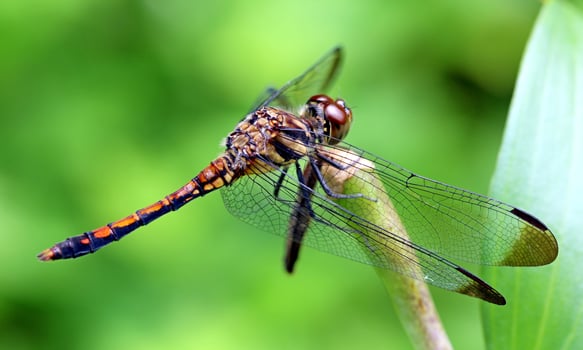 Very detailed macro photo of a dragonfly. Macro shot, showing details of the dragonfly's eyes and wings. Beautiful dragonfly in natural habitat