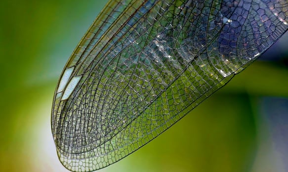 Very detailed macro photo of a dragonfly. Macro shot, showing details of the dragonfly's eyes and wings. Beautiful dragonfly in natural habitat