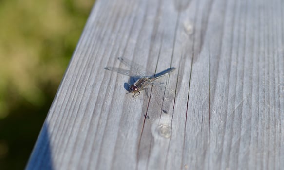 Very detailed macro photo of a dragonfly. Macro shot, showing details of the dragonfly's eyes and wings. Beautiful dragonfly in natural habitat