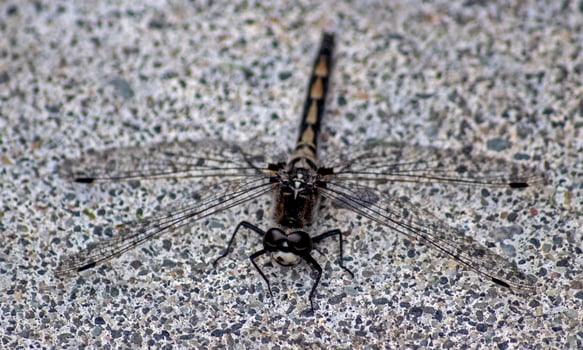 Very detailed macro photo of a dragonfly. Macro shot, showing details of the dragonfly's eyes and wings. Beautiful dragonfly in natural habitat