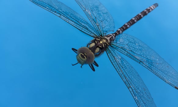 Very detailed macro photo of a dragonfly. Macro shot, showing details of the dragonfly's eyes and wings. Beautiful dragonfly in natural habitat