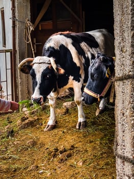 Black and white cows in a barn in a village photo