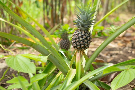 tree with young pineapples isolated on blur background photo