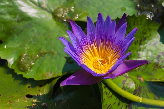 A close up of purple water lily flowers or Nymphaeaceae blooming in garden pond, Thailand photo