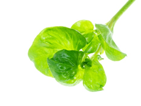 watercress leaf on white background. photo