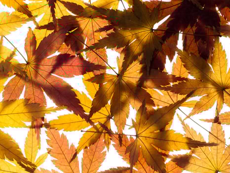 Dried maple leaves photo