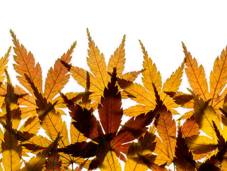 Dried maple leaves photo
