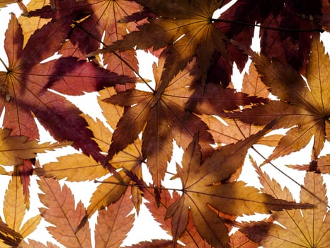 Dried maple leaves photo