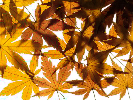 Dried maple leaves photo