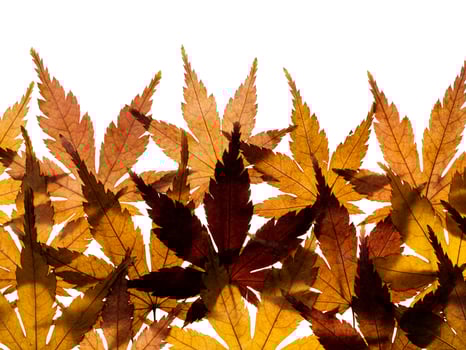 Dried maple leaves photo