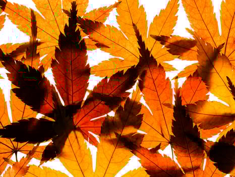 Dried maple leaves photo