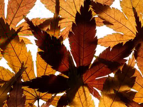 Dried maple leaves photo
