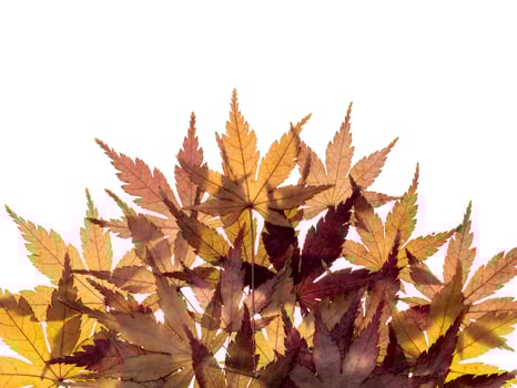 Dried maple leaves photo