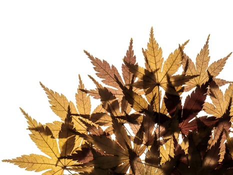 Dried maple leaves photo