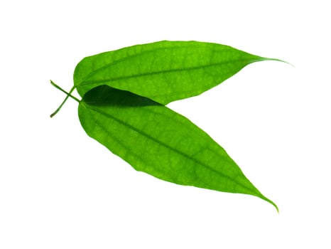 Laurel clockvine leaf photo