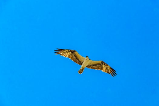 White majestic osprey hawk falcon flies along blue sky Mexico. photo