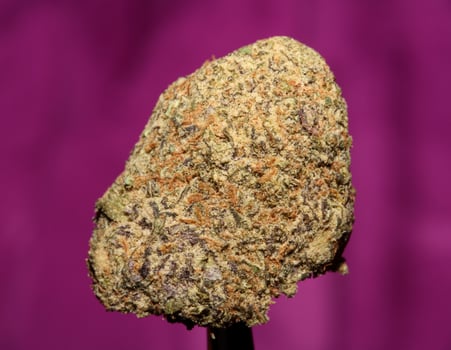 Close up of Cali amazing massive flowering medical marijuana buds detail of cannabis on purple backgrounds big size high quality instant printings photo