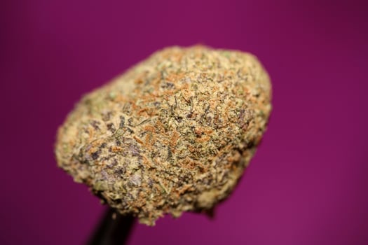 Close up of Cali amazing massive flowering medical marijuana buds detail of cannabis on purple backgrounds big size high quality instant printings photo
