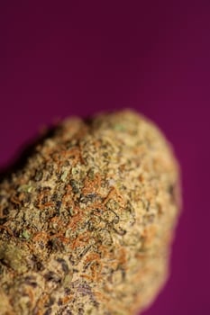 Close up of Cali amazing massive flowering medical marijuana buds detail of cannabis on purple backgrounds big size high quality instant printings photo