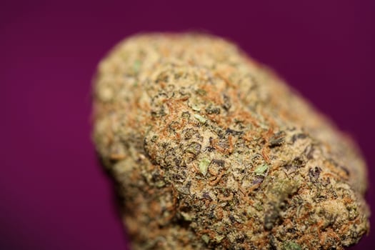 Close up of Cali amazing massive flowering medical marijuana buds detail of cannabis on purple backgrounds big size high quality instant printings photo