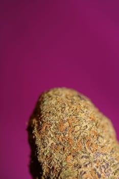 Close up of Cali amazing massive flowering medical marijuana buds detail of cannabis on purple backgrounds big size high quality instant printings photo