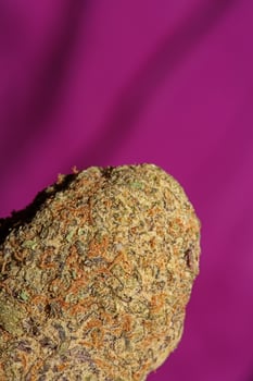 Close up of Cali amazing massive flowering medical marijuana buds detail of cannabis on purple backgrounds big size high quality instant printings photo