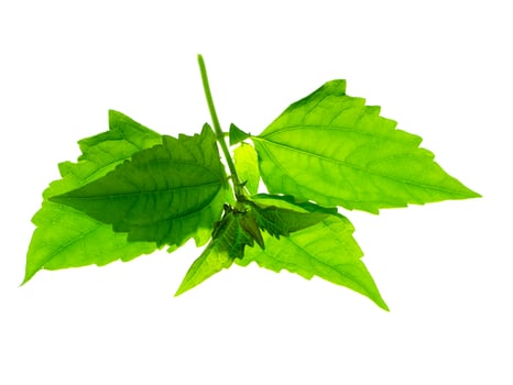 Bitter bush or Siam weed. photo