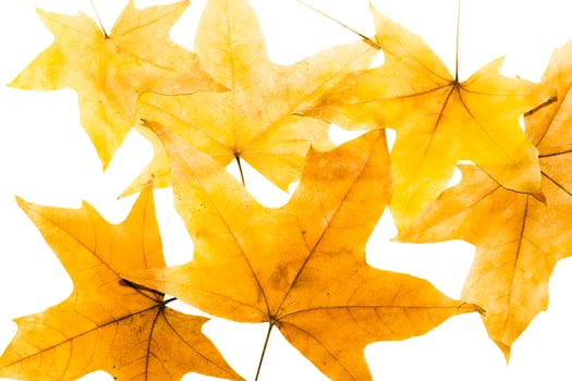 Dried maple leaves photo