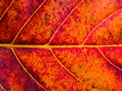 Close up leaf wallpaper. photo