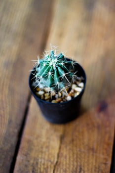 small cactus is planted in a small pot where the evening sun shines through its back. photo