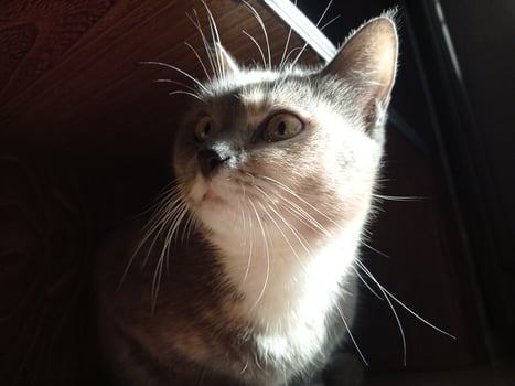 Gray cat looking with wide eyes photo