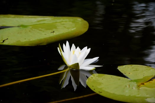 Beautiful white lotus flower and lily round leaves on the water after rain in river photo