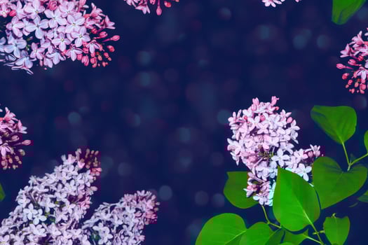Bright and colorful flowers lilac photo
