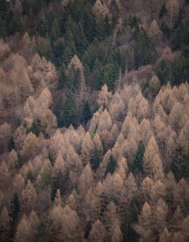 The Autumn Forest photo
