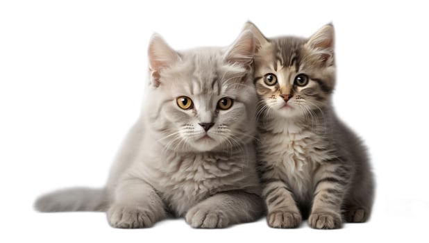 AI generated Two cute fluffy kittens isolated on white background photo