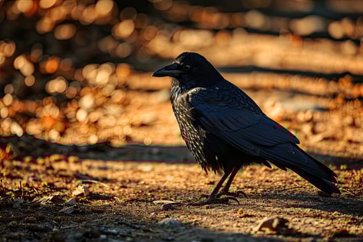 The Crows stay on the ground photo