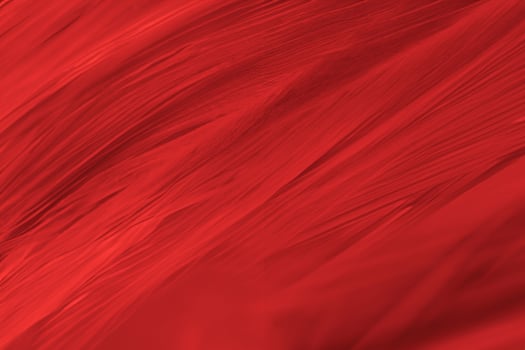 Beautiful dark red maroon feather pattern  texture background photo
