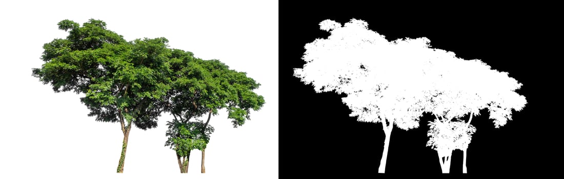 Single tree on white background with clipping path and alpha channel on black background. photo