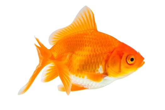Oranda goldfish isolated on white background close up photo