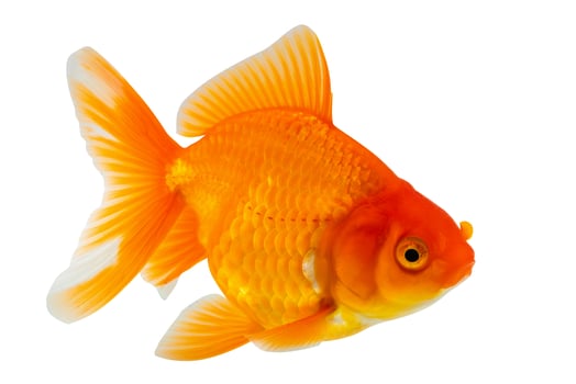 Oranda goldfish isolated on white background close up photo
