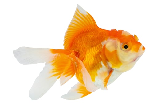 Oranda goldfish isolated on white background close up photo