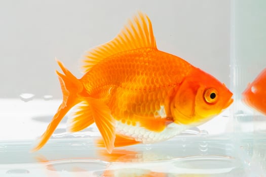 Oranda goldfish in aquarium fish tank close up photo
