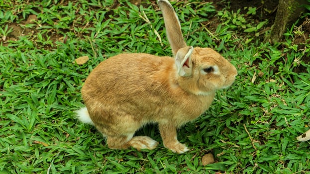 a brown rabbit eating grass on a farm. photo