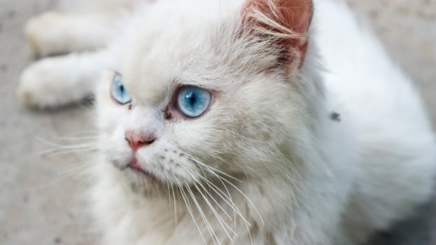 Angry white cat blue eyes. Domestic white cat lying down. photo