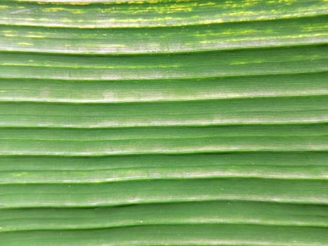 Close up of green banana leaf texture background. Natural green background. photo