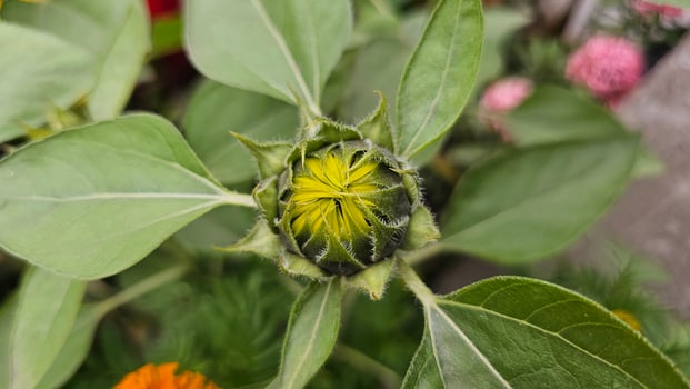A sunflower bud with yellow flowers and green leaves photo