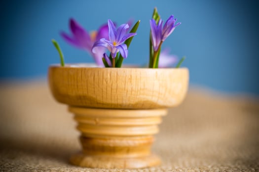 early spring purple flowers crocuses on blue background photo